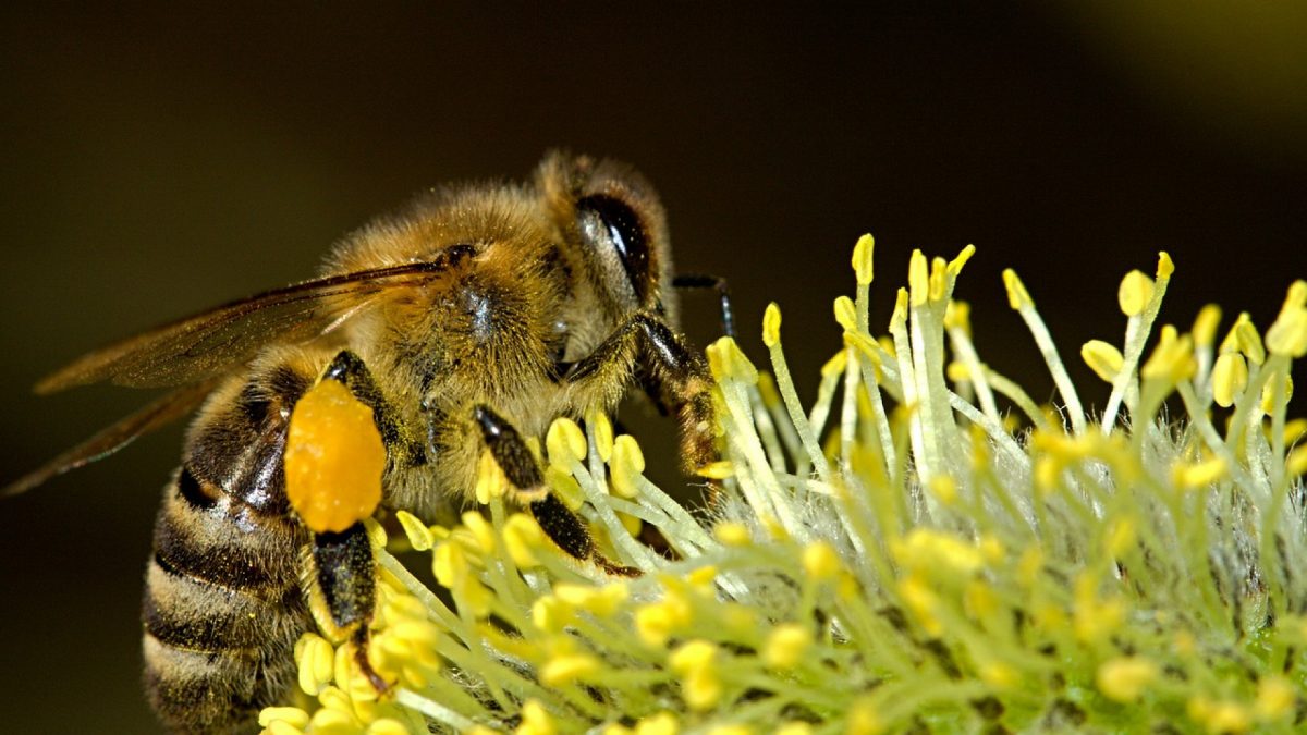 Quels sont les avantages de la propolis ?