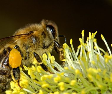 Quels sont les avantages de la propolis ?