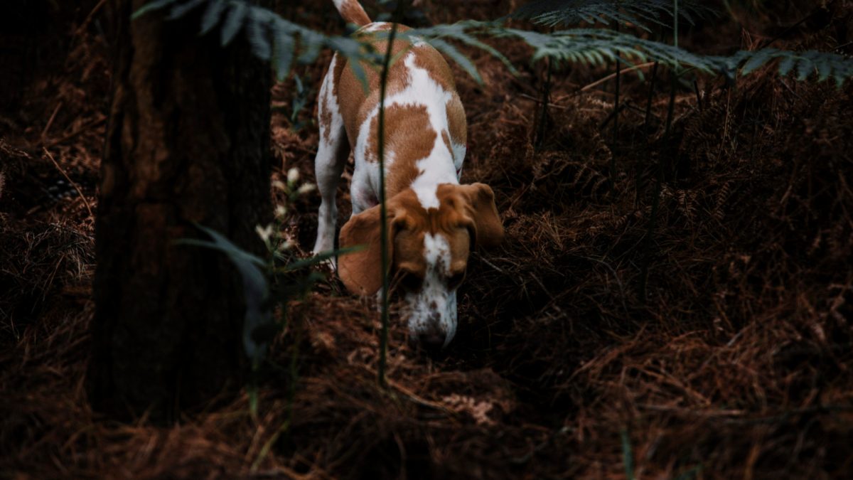 Assurance pour chien de chasse gros gibier : comment garantir une couverture optimale ?
