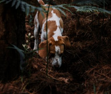 Assurance pour chien de chasse gros gibier : comment garantir une couverture optimale ?