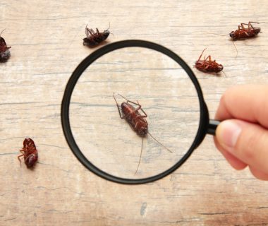 Comment se débarrasser des cafards à strasbourg : les solutions efficaces pour un intérieur sain